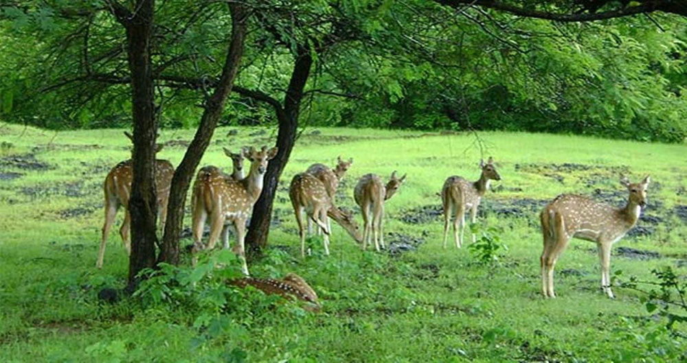 Forest Training Institute
