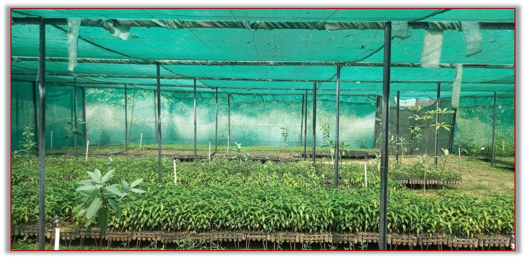 Grass Farm Nursery, DCF Research, JaipurPicture%2013.jpg
