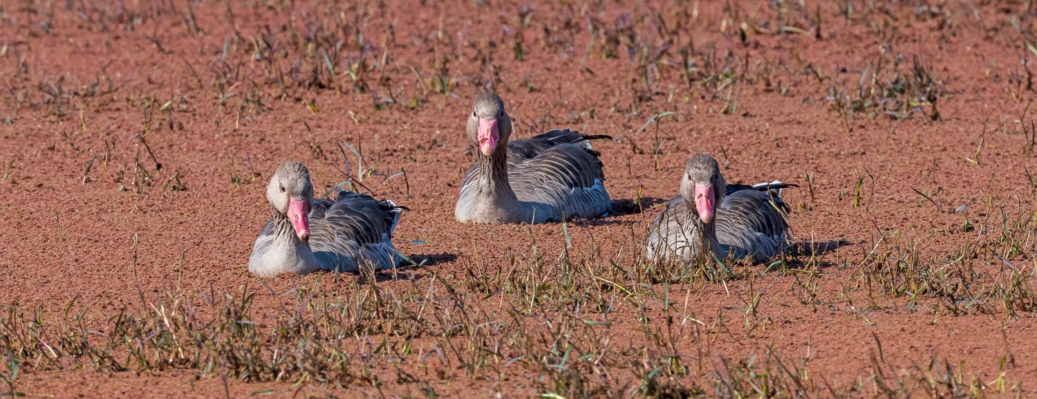 Forest Department22-knp-greylag-geese-min.jpg