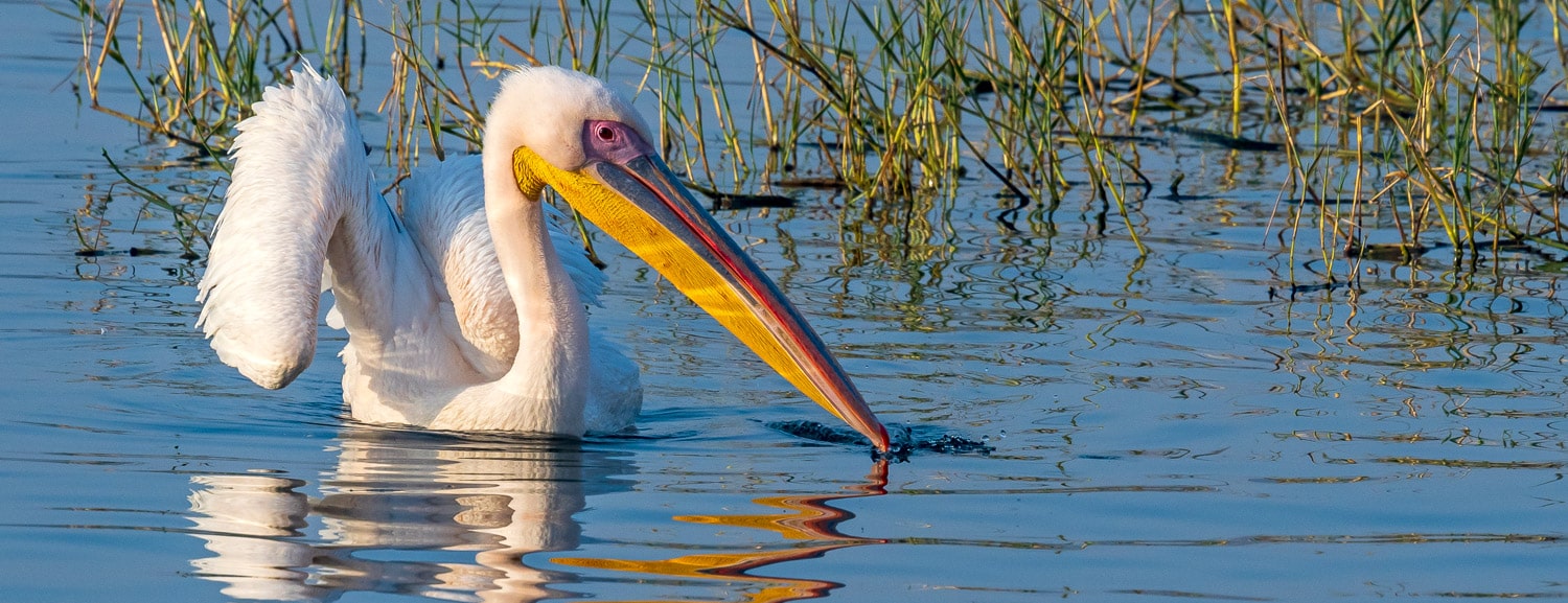 Forest Departmentjalmahal-rosy-pelican2-min.jpg