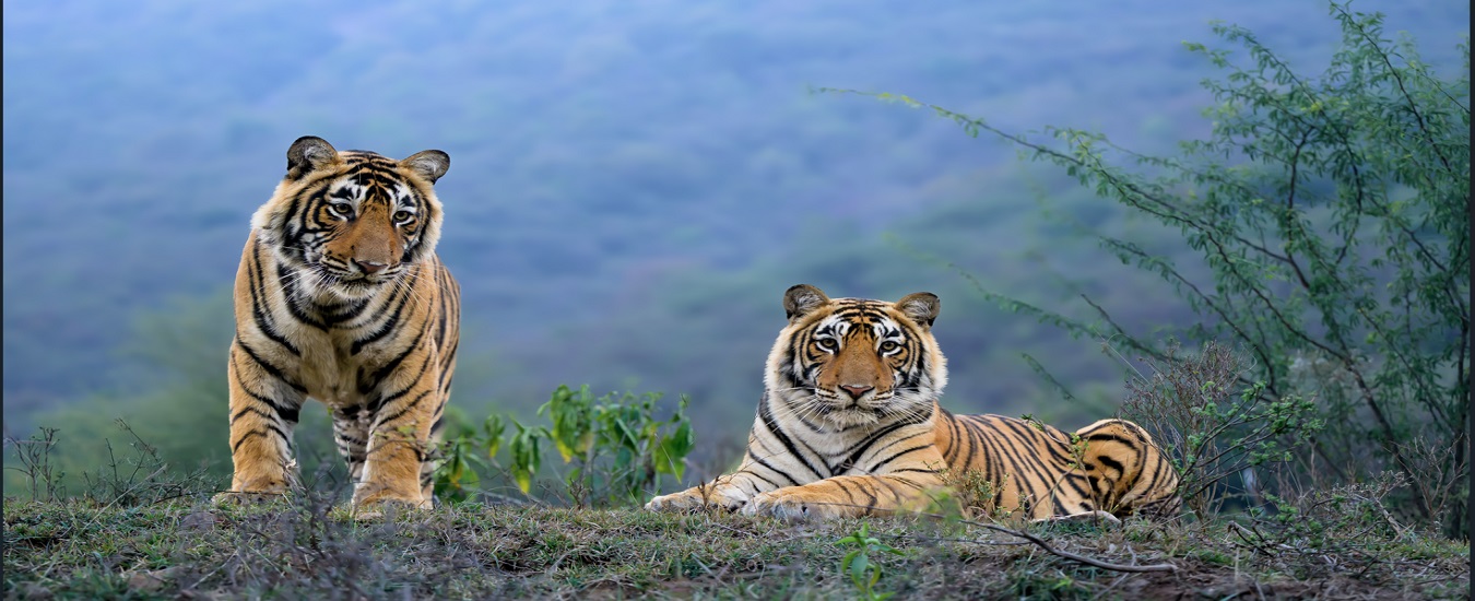 Forest Ministertiger0.jpg