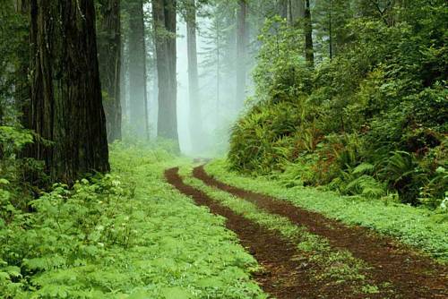 Diversion of Forest Land
