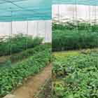 Plant availability in Nurseries of Rajasthan