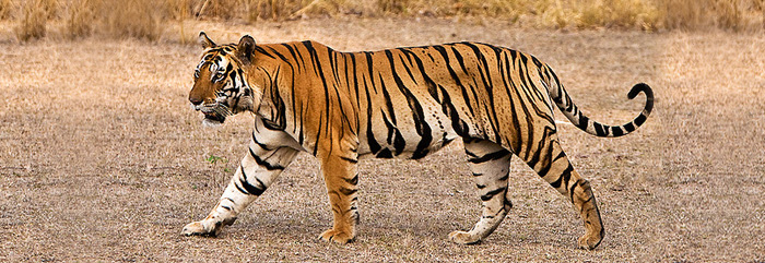 Rajasthan Forest Mannual Volume I