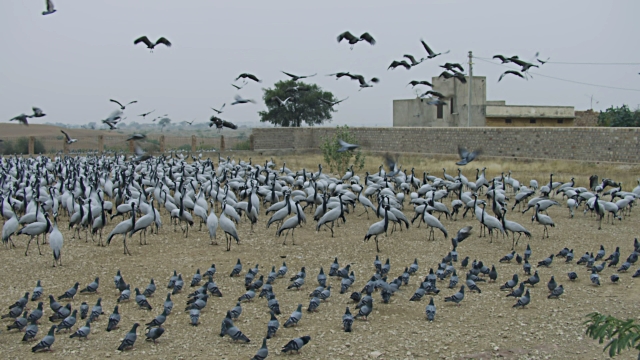 Wildlife Animal Census