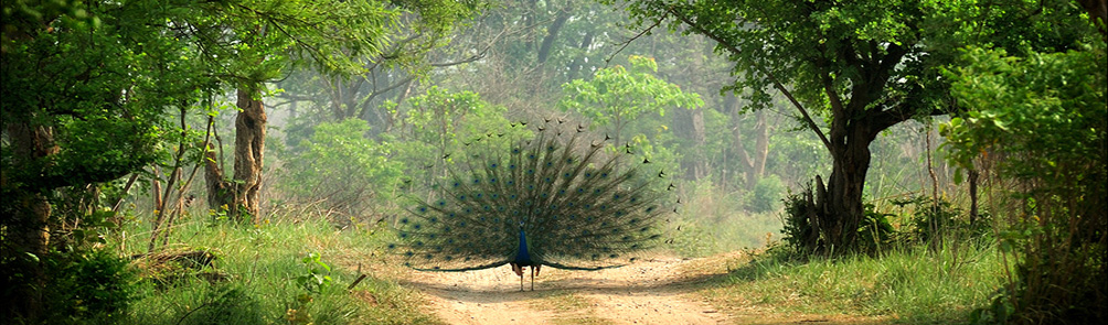 Wildlife Acts & Rules